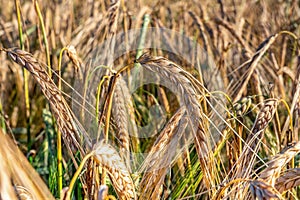 Golden ripe rye ears, summer field before harvesting, harvest time, Agriculture industry. Close up photo