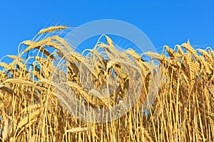 Golden ripe wheat