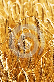 Golden ripe wheat