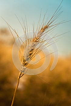 Golden Ripe Wheat