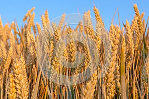 Golden ripe wheat ears with blue sky, close-up