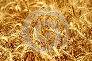 Golden ripe wheat ears at the farm field ready for harvesting. Rich wheat crop harvest. Agriculture and agronomy theme