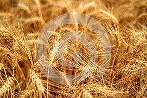 Golden ripe wheat ears at the farm field ready for harvesting. Rich wheat crop harvest. Agriculture and agronomy theme