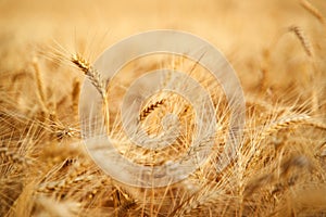 Golden ripe wheat ears at the farm field ready for harvesting. Rich wheat crop harvest. Agriculture and agronomy theme