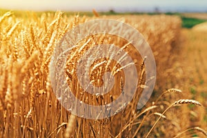 Golden ripe wheat ears in the field