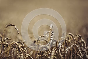 Golden ripe wheat field