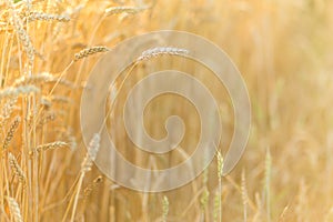Golden ripe wheat field background, copy space