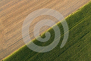 Golden ripe wheat field diagonaly divided by green corn field in sunset. Artistic view from above of farming in Czech republic.