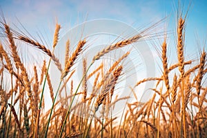 Golden ripe wheat field, sunny day, agricultural landscape