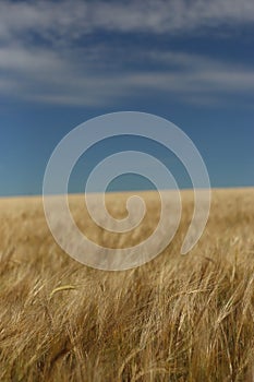 Golden ripe wheat field, sunny day, soft focus, agricultural landscape,