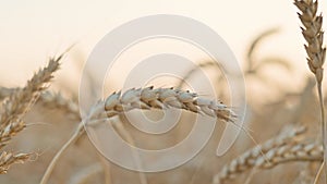 Golden ripe wheat in the field at sunset. Agriculture, farming, wheat harvest, grain crop, agrobusiness. Close-up wheat