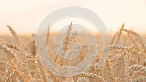 Golden ripe wheat in the field at sunset. Agriculture, farming, wheat harvest, grain crop, agrobusiness. Close-up wheat