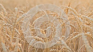 Golden ripe wheat in the field at sunset. Agriculture, farming, wheat harvest, grain crop, agrobusiness. Close-up wheat