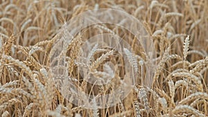 Golden ripe wheat in the field at sunset. Agriculture, farming, wheat harvest, grain crop, agrobusiness. Close-up wheat