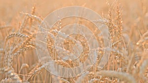 Golden ripe wheat in the field at sunset. Agriculture, farming, wheat harvest, grain crop, agrobusiness. Close-up wheat