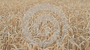 Golden ripe wheat in the field at sunset. Agriculture, farming, wheat harvest, grain crop, agrobusiness. Close-up wheat