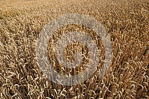 Golden ripe wheat field in Switzerland, Europe. Just before harvest time, sunny day, wide angle, no people