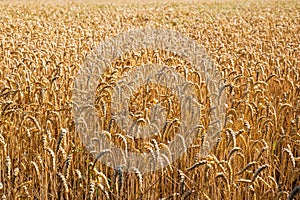 Golden ripe wheat field in Switzerland, Europe. Just before harvest time, sunny day, wide angle, no people