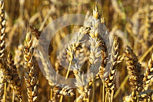 Golden, ripe wheat, rye field. image of a yellow ear of corn waiting to be picked.