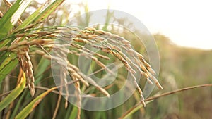 The golden ripen rice flower on the field