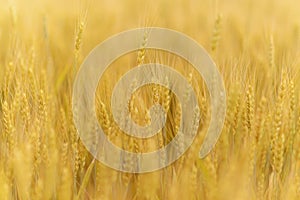 Golden ripes ears of wheat on field at sunset close-up macro. Full field of wheats in Ukraine.