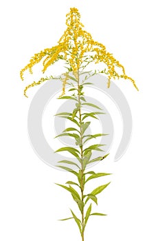 Golden rod
