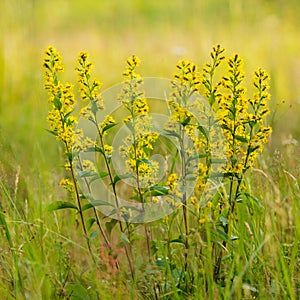 golden-rod close up.