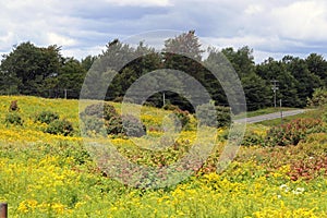 Golden rod near a road