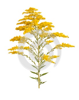 Golden Rod Solidago photo