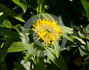 Golden Root, Rhodiola rosea.