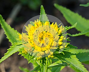 Golden Root, Rhodiola rosea