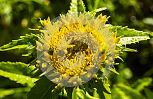 Golden root Rhodiola rosea