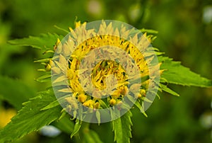 Golden root Rhodiola rosea