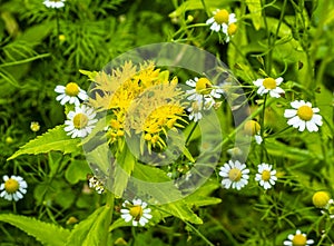 Golden root Rhodiola rosea and Medicinal chamomile, Matricaria chamomilla