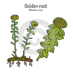Golden Root rhodiola rosea , medicinal plant