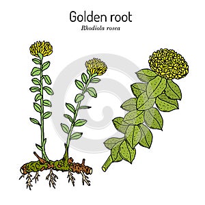 Golden Root rhodiola rosea , medicinal plant photo