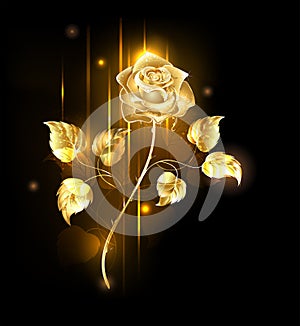 Golden Rose