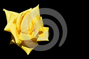 Golden rose isolated on black