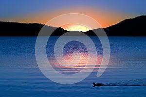 Golden Rose Sunset Reflections And Swimming Duck