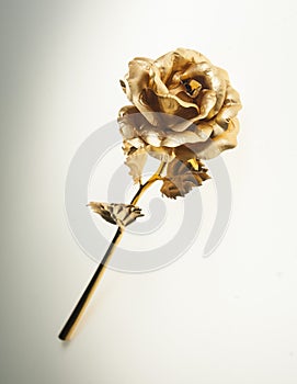 Golden Roses