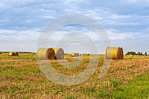 Golden round bales of straw lie on the harvested field during sunset, evening autumn time with blue sky with clouds