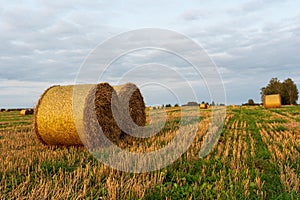 Golden round bales of straw lie on the harvested field during sunset, evening autumn time with blue sky with clouds