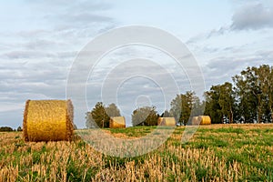 Golden round bales of straw lie on the harvested field during sunset, evening autumn time with blue sky with clouds