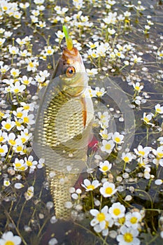 Golden Rudd - summer lake fishing