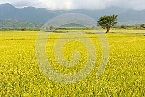 Golden rural scenery