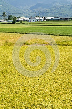 Golden rural scenery