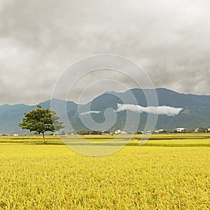 Golden rural scenery