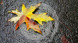 Golden rust large leaf maple. Single bold against wet gray asphalt hiking path.