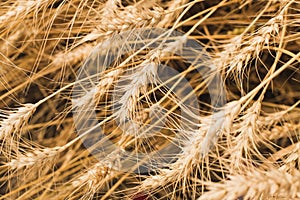 Golden rye close-up in the field