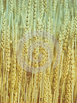 Golden rye earing on the field texture background